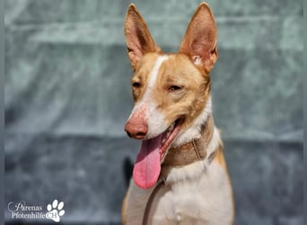 Nautico ist ein absoluter Schatz, fröhlich, verspielt und sehr verschmust