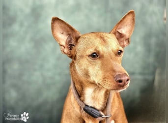 Merlin ist anfangs zurückhaltend, fast aber schnell Vertrauen