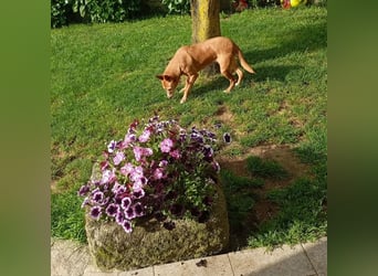 ❤️AUREA❤️    ❗NOTFALL❗