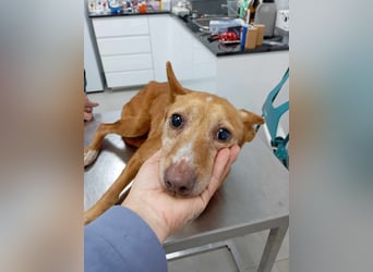 ❤️AUREA❤️    ❗NOTFALL❗