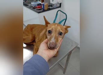 ❤️AUREA❤️    ❗NOTFALL❗