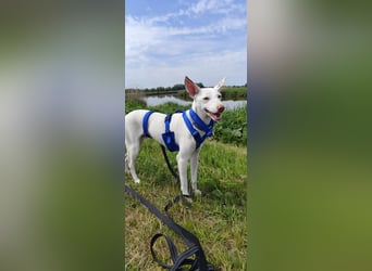 Kleiner zarter Podenco sucht sein Zuhause