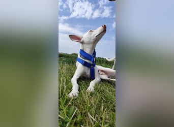Kleiner zarter Podenco sucht sein Zuhause