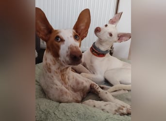 Kleiner zarter Podenco sucht sein Zuhause