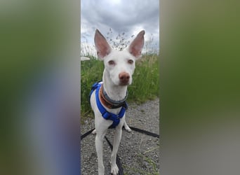 Kleiner zarter Podenco sucht sein Zuhause