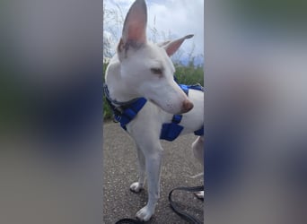 Kleiner zarter Podenco sucht sein Zuhause