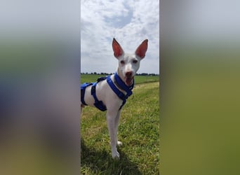 Kleiner zarter Podenco sucht sein Zuhause