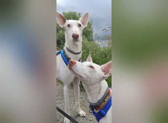 Kleiner zarter Podenco sucht sein Zuhause