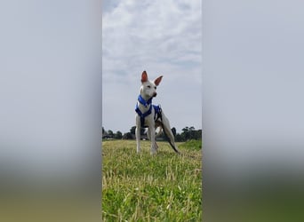 Kleiner zarter Podenco sucht sein Zuhause