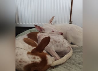 Kleiner zarter Podenco sucht sein Zuhause
