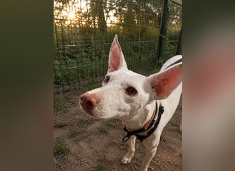 Kleiner zarter Podenco sucht sein Zuhause