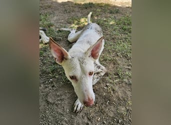 Kleiner zarter Podenco sucht sein Zuhause