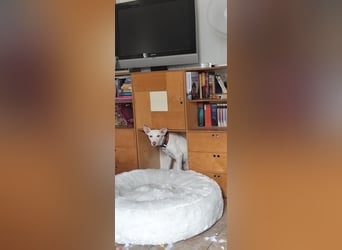 Kleiner zarter Podenco sucht sein Zuhause