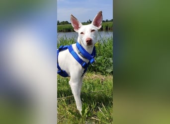 Kleiner zarter Podenco sucht sein Zuhause