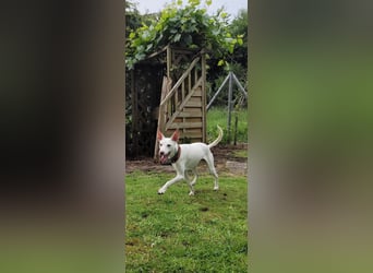 Kleiner zarter Podenco sucht sein Zuhause