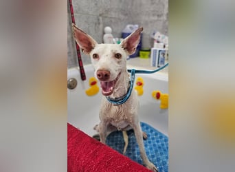 Kleiner zarter Podenco sucht sein Zuhause