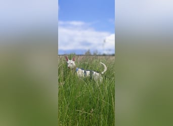 Kleiner zarter Podenco sucht sein Zuhause