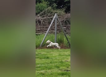 Kleiner zarter Podenco sucht sein Zuhause