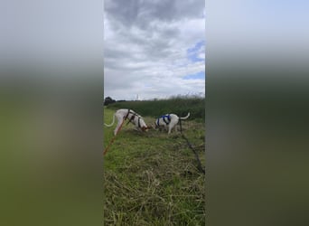 Kleiner zarter Podenco sucht sein Zuhause