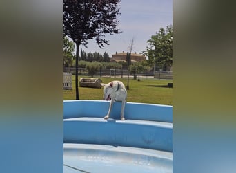 Kleiner zarter Podenco sucht sein Zuhause