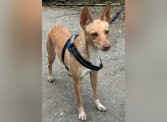 Pandora sucht ihre Familie