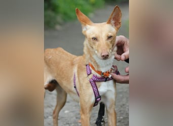 Pandora sucht ihre Familie