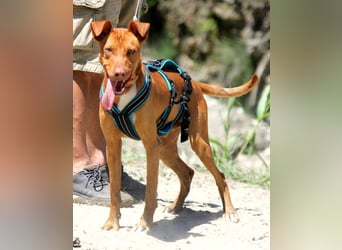 POLDI möchte dein Herz erobern