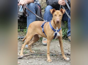 POLDI möchte dein Herz erobern