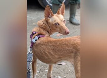 Pandora sucht ihre Familie