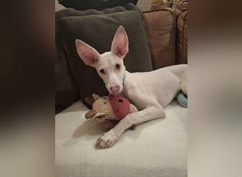 Schmusebär POGACAR sucht Kuschelplatz