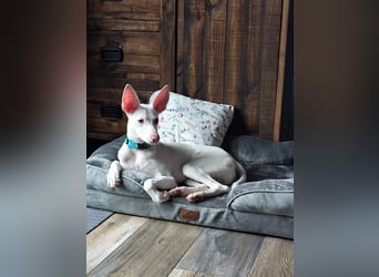Schmusebär POGACAR sucht Kuschelplatz