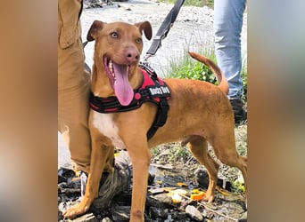 POLDI möchte dein Herz erobern