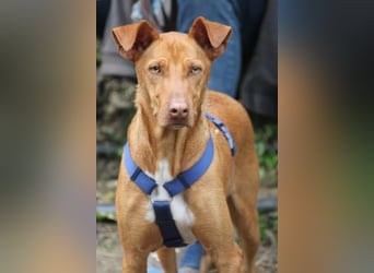 POLDI möchte dein Herz erobern