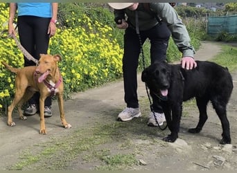 POLDI möchte dein Herz erobern