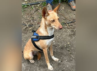 Pandora sucht ihre Familie