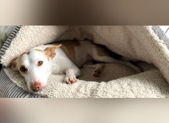 Sunny möchte dein Sonnenschein sein