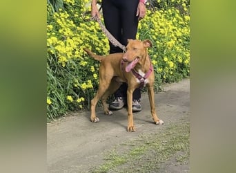 POLDI möchte dein Herz erobern