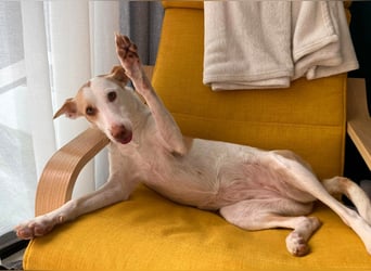 Sonnenschein SUNNY sucht ihren Platz zum Strahlen