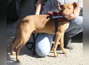 POLDI möchte dein Herz erobern