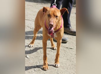 POLDI möchte dein Herz erobern