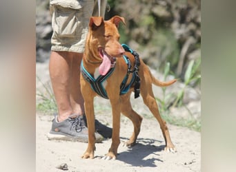 POLDI möchte dein Herz erobern