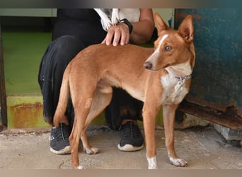 Kiriko, wer verliebt sich in ihn