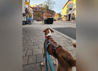 Charmanter kleiner Clown sucht sein Zuhause