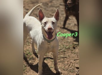 Cooper3 geb. 03/2022 (in Deutschland) - lieber, aktiver Podenco der Kinder liebt!