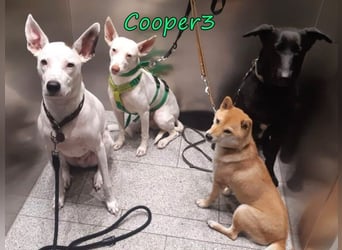 Cooper3 geb. 03/2022 (in Deutschland) - lieber, aktiver Podenco der Kinder liebt!