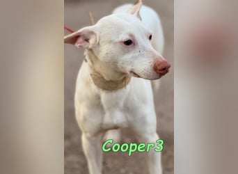 Cooper3 geb. 03/2022 (in Deutschland) - lieber, aktiver Podenco der Kinder liebt!