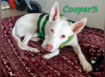 Cooper3 geb. 03/2022 (in Deutschland) - lieber, aktiver Podenco der Kinder liebt!