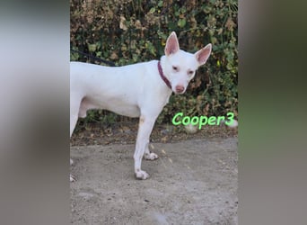 Cooper3 geb. 03/2022 (in Deutschland) - lieber, aktiver Podenco der Kinder liebt!