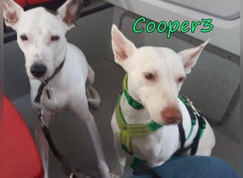 Cooper3 geb. 03/2022 (in Deutschland) - lieber, aktiver Podenco der Kinder liebt!