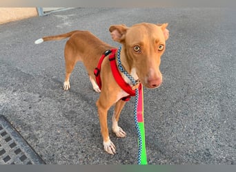 Quinoa - kleine Podenca sucht das Glück